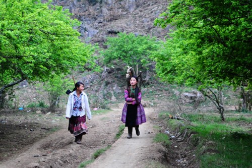 Moc Chau plateau inspires tourists - ảnh 1